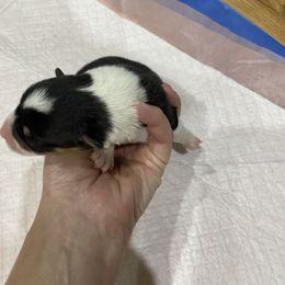 Girl 4 - Black and tan female Pembroke Welsh Corgi puppy in New Richmond, Wisconsin from 10 Mile Creek Farms