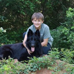 German Shepherd puppies from WILDWOOD GERMAN SHEPHERDS