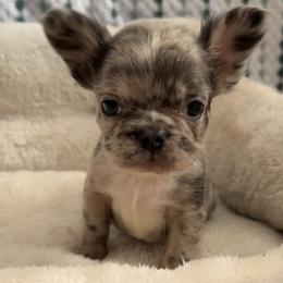 Nancy - Blue female French Bulldog puppy in Warm Springs, Arkansas from Seven Hills Arkansas