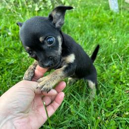 Bella - Black female Chihuahua puppy in Berwick, Pennsylvania from Maras puppies