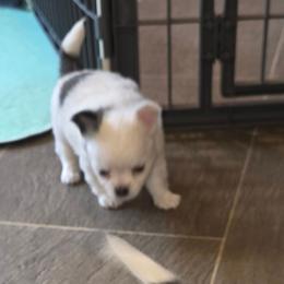 Blue - Blue and white male Chihuahua puppy in Reidsville, North Carolina from Kristims Chihuahuas