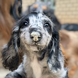 Dachshund Puppies from Taylored Dachshunds