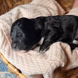 Zuckerman - Black white and tan male Cockapoo puppy in Saint Louis, Missouri from Jax Doodles