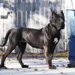 Skunk - Perro de Presa Canario