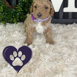 Goldendoodle Puppies from Maryland Designer Doodles