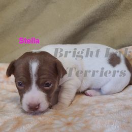Stella - White and chocolate female Teddy Roosevelt Terrier puppy in Milaca, Minnesota from Bright Lake Terriers