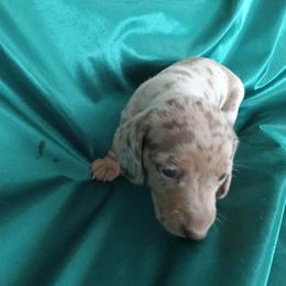 Callie - Dapple female Dachshund puppy in Bigfork, Minnesota from Long Ears and Long Dogs Ranch