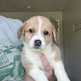 Zenobia - Red and white female American Corgi puppy in Longview, Texas from Barker's Corgis