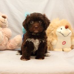 AKC Female 2 - Chocolate female Havanese puppy in South Carolina from Premier Havanese Dogs