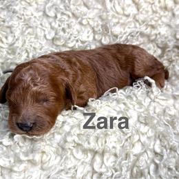 Zara - Red female Cavapoo puppy in Chelan, Washington from North Cascades Doodles