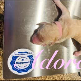 Adora - Apricot female Poodle puppy in Mobile, Alabama from Semmy’s Standard Poodle LLC
