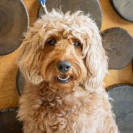Megan - Red  female Goldendoodle puppy in Connersville, Indiana from Deaz Doodle Ranch