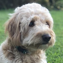 Goldendoodles and Golden Retrievers from Stay Golden