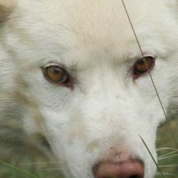 Siberian Huskies from Frosty Timber Sled Dogs