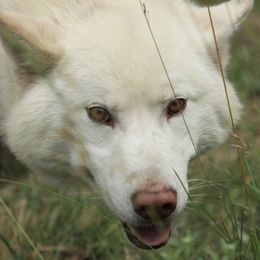 Siberian Huskies from Frosty Timber Sled Dogs