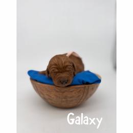 Galaxy - Red  female Goldendoodle puppy in Smithfield, Kentucky from KBK9 Kennels