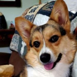 Cardigan Welsh Corgis from Julie’s Jewels Puppies