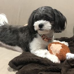 Shihpoos from Debbie Woods' Shihpoos