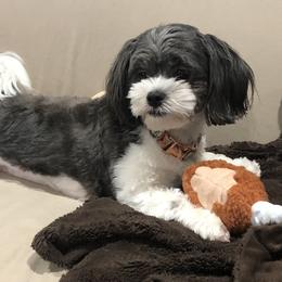 Shihpoos from Debbie Woods' Shihpoos