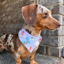 Honey - Dachshund