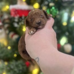 Pilot - Red  male Poodle puppy in Wharton, Texas from In the Red Poodles