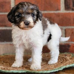 Ruger - Merle male Australian Labradoodle puppy in Connersville, Indiana from Dessie's Doodles