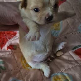 Merry - Gold and white female Chihuahua puppy in Kyle, Texas from joy of chihuahuas tx