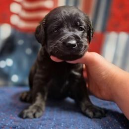 Boy 3 - Black male Labrador Retriever puppy in Latrobe, Pennsylvania from Stone Shoe Ranch Labrador Retrievers