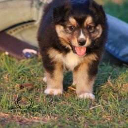 Australian Shepherd Puppies from Rockin D Ranch