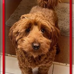 Bernedoodle and Goldendoodle All Grown Up from Kimberlee’s Kennels