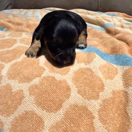 Girl 2 - Black female Miniature Schnauzer puppy in Kaufman, Texas from KK’s Krazy Kennels