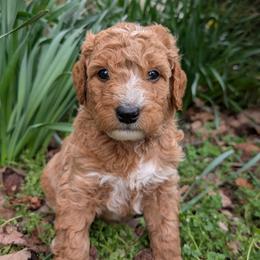 Orange - Apricot male Goldendoodle puppy in Midland, North Carolina from Alger Farm, LLC