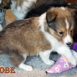 Kobe Classic  Sable Boy - Sable and white male Shetland Sheepdog puppy in Frazeysburg, Ohio from Mountain High Kennels