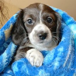 Dachshund Puppies from Gypsy Miniature Dachshunds