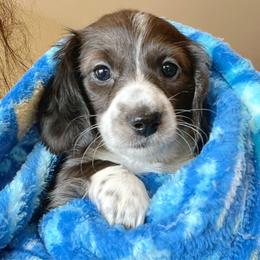 Dachshund Puppies from Gypsy Miniature Dachshunds