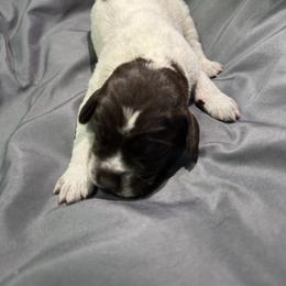 Boy 1 - Brown and gray male Wirehaired Pointing Griffon puppy in Jerome, Idaho from Double R Griffons