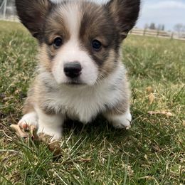American Corgi and Pembroke Welsh Corgi Puppies from Folly Acres Corgis
