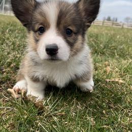 American Corgi and Pembroke Welsh Corgi Puppies from Folly Acres Corgis