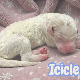 Icicle - Parti female Goldendoodle puppy in Ellenburg Center, New York from Kristin's Puppies