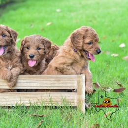 Goldendoodle Puppies from OodlesODoodles