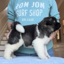 Girl 4 - Akita puppy from Main Street Akitas