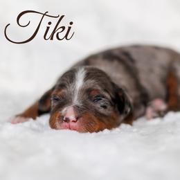Tiki - Merle female Bernedoodle puppy in Gilbert, Arizona from Safe Havynn Doodles