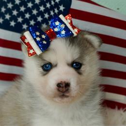 Ryobi - Silver female Pomsky puppy in Krum, Texas from Paw-Some Pomskies