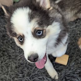 MxE B4 - Black and white male Pomsky puppy in Charlotte, Michigan from Moore Pomskies