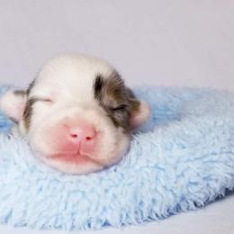 American Corgi and Pembroke Welsh Corgi Puppies from Whimsical Treasure Corgis