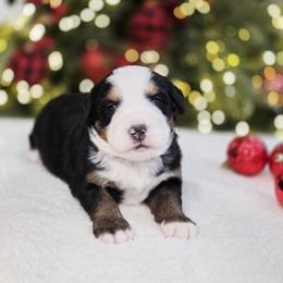 Marshal - Black tan and white male Bernese Mountain Dog puppy in Elk Ridge, Utah from Sugarplum Bernese