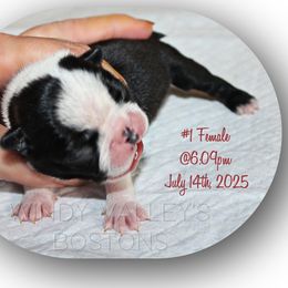Girl 1 - Black and white female Boston Terrier puppy in North Central, Vermont from Windy Valley’s Bostons