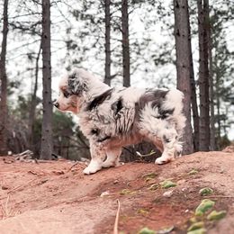 Miniature American Shepherd and Miniature Australian Shepherd Puppies from Whiskeytown Aussies