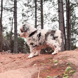 Miniature American Shepherd and Miniature Australian Shepherd Puppies from Whiskeytown Aussies