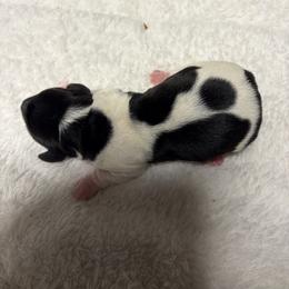 Black Dot - Piebald male Dachshund puppy in Salkum, Washington from Stonevalley Dachshunds